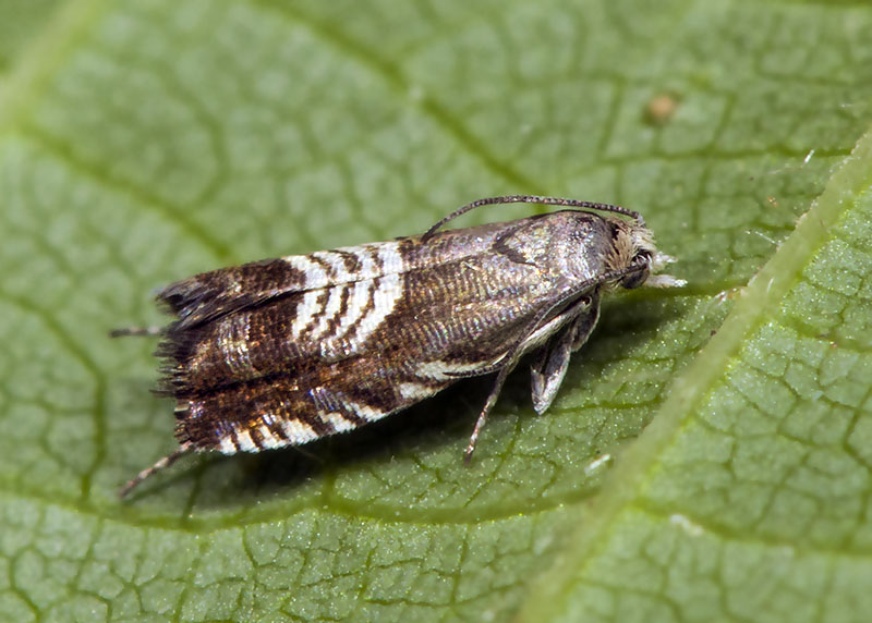 Tortricidae: Grapholita (Grapholita) compositella